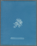 Callithamnion gracillimum [loose plate]