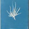 Punctaria tenuissima
