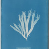 Halymenia ligulata var. latifolia