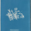 Delesseria angustissima