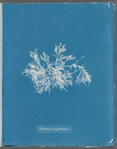 Delesseria angustissima