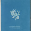 Nitophyllum laceratum ß uncinatum