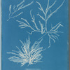 Rhodomenia jubata