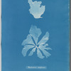 Rhodomenia reniformis