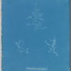 Bonnemaisonia asparagoides