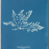 Laurencia pinnatifida var. angusta