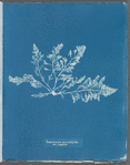 Laurencia pinnatifida var. angusta