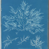 Chylocladia clavellosa