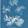Ptilota plumosa
