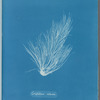 Griffithsia setacea