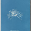 Polysiphonia thuyoides