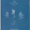Polysiphonia fruticulosa