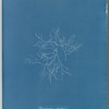 Polysiphonia subulifera
