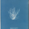Polysiphonia nigrescens