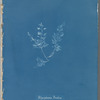 Polysiphonia Brodiaei [Part X]