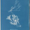 Polysiphonia fibrata