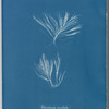 Polysiphonia urceolata