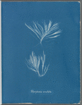 Polysiphonia urceolata