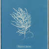 Polysiphonia byssoides