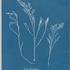Fucus tuberculatus