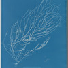 Sporochnus rhizodes