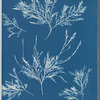 Gelidium rostratum
