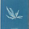 Laminaria phyllitis