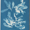 Delesseria sanguinea