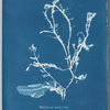 Delesseria sanguinea in fruit