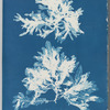 Delesseria sinuosa