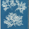 Delesseria alata