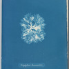 Nitophyllum Bonnemaisoni