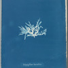Nitophyllum laceratum