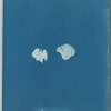 Padina pavonia