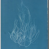 Gigartina acicularis