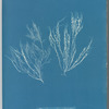 Polysiphonia atro-rubescens
