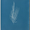 Dictyosiphon fæniculacea