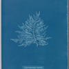 Calithamnion roseum
