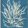 Odonthalia dentata