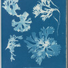 Rhodomenia laciniata