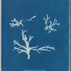 Rhodomenia polycarpa