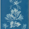 Laurencia pinnatifida