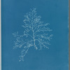 Laurencia pinnatifida v. angusta