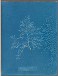 Laurencia pinnatifida v. angusta