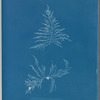 Laurencia dasyphylla