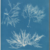 Plocamium coccineum