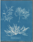 Plocamium coccineum