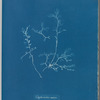 Chylocladia ovalis