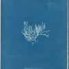 Chylocladia articulata
