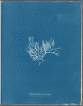 Chylocladia articulata